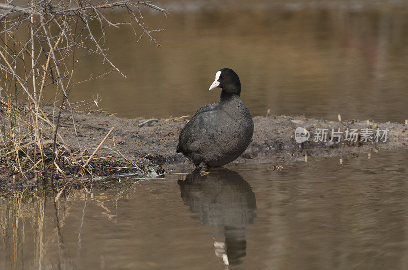 成本(Fulica atra)